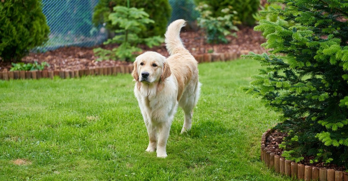 Pati Dostu Bahçe: Köpeğinizin Mutlulukla Koşacağı Güvenli ve Şık Tasarım İpuçları